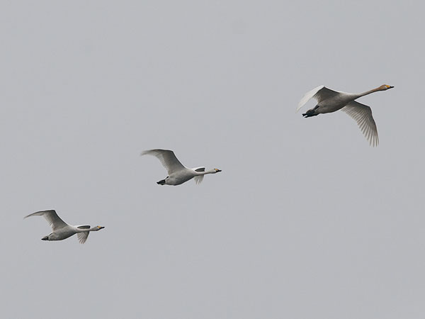 Pikkujoutsen, Tundra Swan, Cygnus columbianus